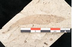 Foto (Detailansicht) von Sapindus graecus Unger (NHMW-GEO-2024-0188-8182)